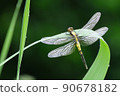 Wheat dragonfly that wets the wings in the morning dew 90678182