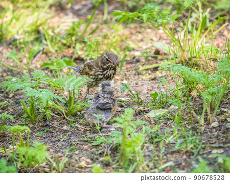 Wood bird Redwing, Turdus iliacus, feeds the chick with earthworms on the ground. An adult chick left the nest but its parents continue to take care of him. 90678528