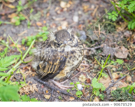 A Redwing chick, Turdus iliacus,, has left the nest and sitting on the spring lawn. A Redwing chick, a bird in the thrush family, sits on the ground and waits for food from its parents. 90678529