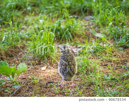 A Redwing chick, Turdus iliacus,, has left the nest and sitting on the spring lawn. A Redwing chick, a bird in the thrush family, sits on the ground and waits for food from its parents. 90678534