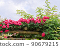 Rose of the garden 90679215