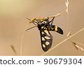 Amata fortunei that looks like a bee even though it is a moth 90679304