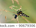 Amata fortunei that looks like a bee even though it is a moth 90679306