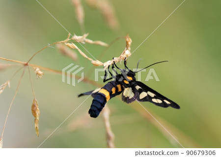 Amata fortunei that looks like a bee even though it is a moth Amata fortunei that looks like a bee even though it is a moth 90679306