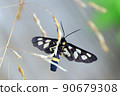 Amata fortunei that looks like a bee even though it is a moth 90679308