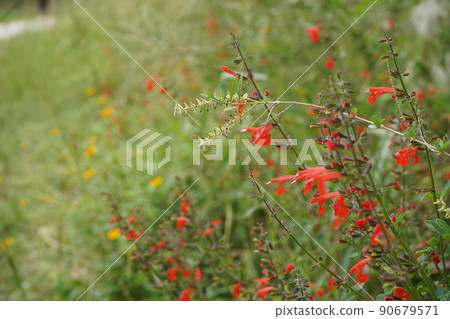 德克薩斯州聖安東尼奧公園的紅花 90679571