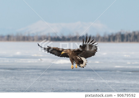 野鳥天堂 福仁湖冬景 野鳥天堂 福仁湖冬景 90679592