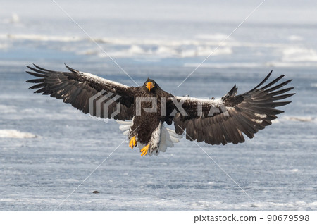 Wild bird paradise Lake Furen winter scenery Wild bird paradise Lake Furen winter scenery 90679598