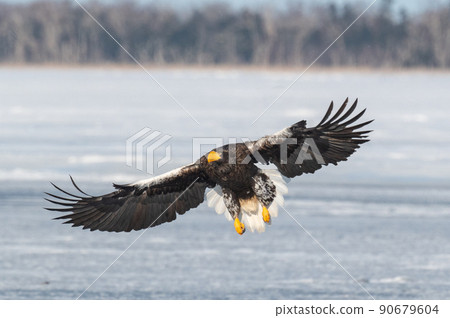野鳥天堂 福仁湖冬景 90679604