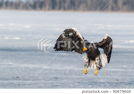 野鳥天堂 福仁湖冬景 90679608