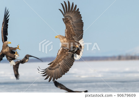 野鳥天堂 福仁湖冬景 野鳥天堂 福仁湖冬景 90679609