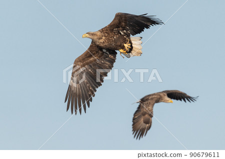 野鳥天堂 福仁湖冬景 野鳥天堂 福仁湖冬景 90679611