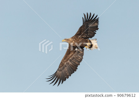 野鳥天堂 福仁湖冬景 野鳥天堂 福仁湖冬景 90679612