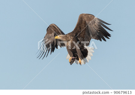 野鳥天堂 福仁湖冬景 野鳥天堂 福仁湖冬景 90679613