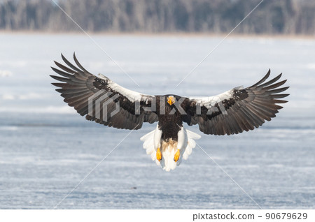 野鳥天堂 福仁湖冬景 90679629