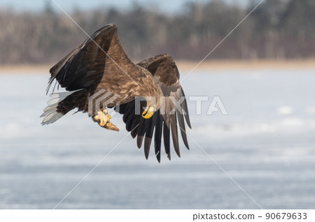 野鳥天堂 福仁湖冬景 90679633