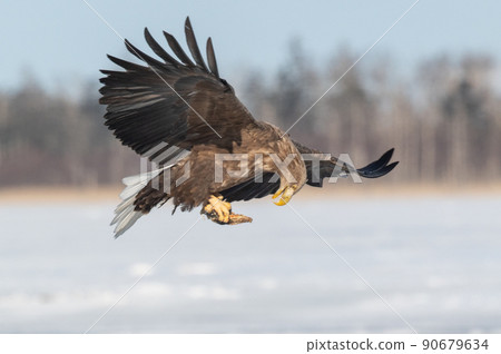 野鳥天堂 福仁湖冬景 90679634