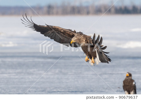 野鳥天堂 福仁湖冬景 野鳥天堂 福仁湖冬景 90679637