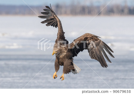 野鳥天堂 福仁湖冬景 野鳥天堂 福仁湖冬景 90679638