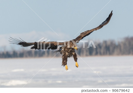 Wild bird paradise Lake Furen winter scenery Wild bird paradise Lake Furen winter scenery 90679642