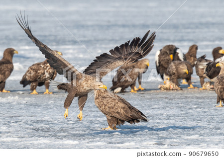 野鳥天堂 福仁湖冬景 野鳥天堂 福仁湖冬景 90679650