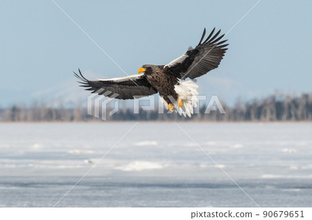 野鳥天堂 福仁湖冬景 90679651