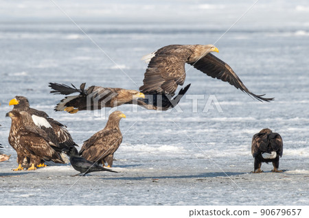 Wild bird paradise Lake Furen winter scenery 90679657