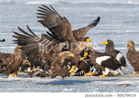 Wild bird paradise Lake Furen winter scenery Wild bird paradise Lake Furen winter scenery 90679659