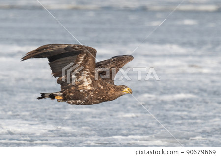 野鳥天堂 福仁湖冬景 野鳥天堂 福仁湖冬景 90679669