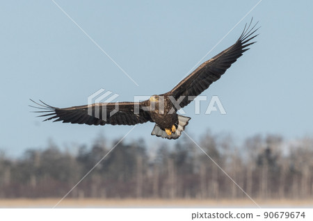 野鳥天堂 福仁湖冬景 90679674