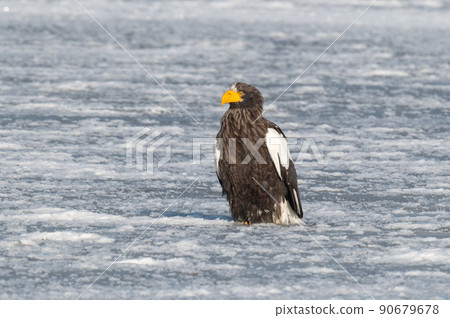 野鳥天堂 福仁湖冬景 90679678