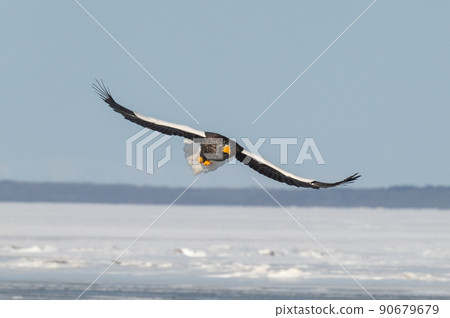 野鳥天堂 福仁湖冬景 90679679