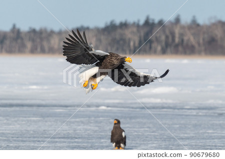 Wild bird paradise Lake Furen winter scenery Wild bird paradise Lake Furen winter scenery 90679680