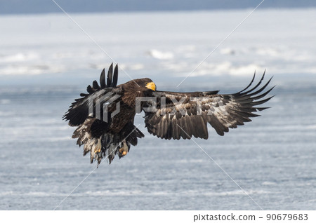 野鳥天堂 福仁湖冬景 野鳥天堂 福仁湖冬景 90679683