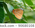 Japonica lutea with beautiful orange wings 90680108