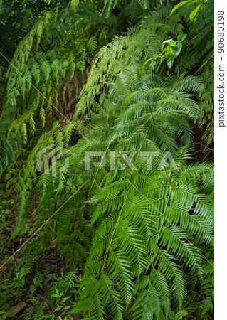 Iriomote Island, Okinawa Prefecture Iriomote Island, Okinawa Prefecture 90680198