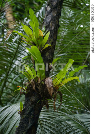 Okinawa Prefecture Iriomote Island Asplenium antiquum 90680199