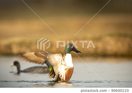 Northern shoveler or shoveller or Anas clypeata or Spatula clypeata closeup with full wingspan splashing water drops and droplet at keoladeo national park bharatpur bird sanctuary rajasthan india asia 90680220