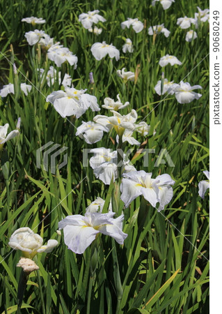 花菖蒲菖蒲池山田池公園枚方市枚方市站京阪線京阪京阪公共汽車菖蒲節梅雨步行路線 90680249