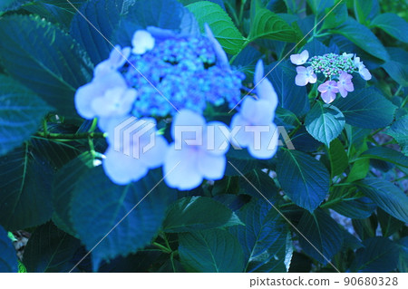 花菖蒲菖蒲池山田池公園枚方市枚方市站京阪線京阪京阪公共汽車菖蒲節梅雨步行路線 90680328