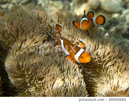 Clown anemonefish Clown anemonefish 90680684