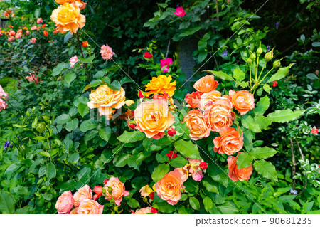 Roses in Yokohama English Garden, Yokohama City, Kanagawa Prefecture 90681235