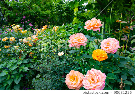 Roses in Yokohama English Garden, Yokohama City, Kanagawa Prefecture 90681236