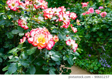 Roses in Yokohama English Garden, Yokohama City, Kanagawa Prefecture Roses in Yokohama English Garden, Yokohama City, Kanagawa Prefecture 90681237