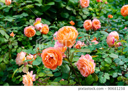 Roses in Yokohama English Garden, Yokohama City, Kanagawa Prefecture Roses in Yokohama English Garden, Yokohama City, Kanagawa Prefecture 90681238