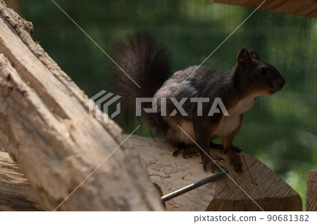 松鼠林花栗鼠 Ezoris 90681382