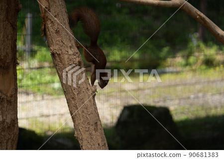 Squirrel Forest Chipmunk Ezoris Squirrel Forest Chipmunk Ezoris 90681383