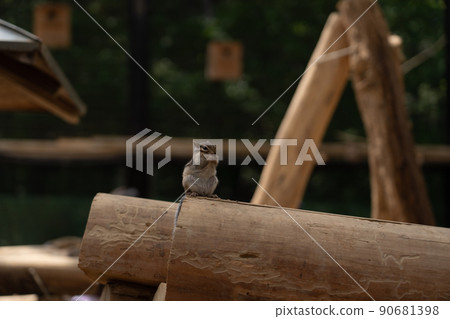 松鼠林花栗鼠 Ezoris 90681398