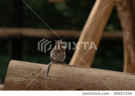 松鼠林花栗鼠 Ezoris 松鼠林花栗鼠 Ezoris 90681399