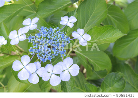 Blue hydrangea 90681435